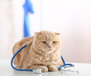 Signs Your Pet Needs Same-Day Veterinary Attention